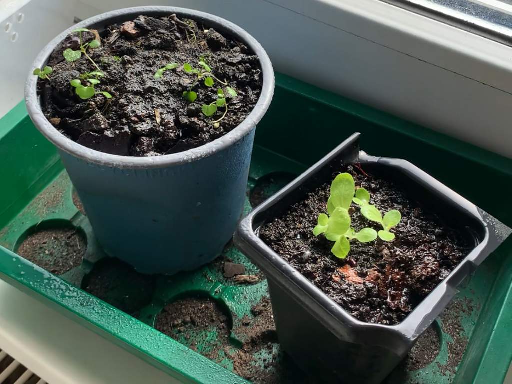Idee für ein Hobby: Ziehe dein eigenes Gemüse auf der Fensterbank. {zwei Pflanztöpfe mit kleinen Pflänzchen}